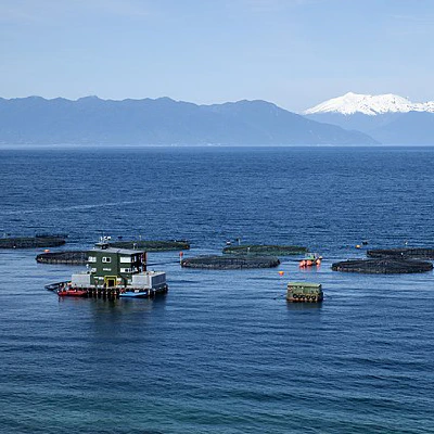 Integrated commercial data to empower salmon industry