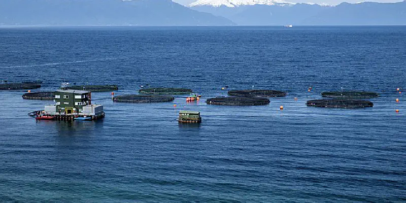 Integrated commercial data to empower salmon industry
