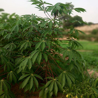 Crop pest and disease reporting and response system