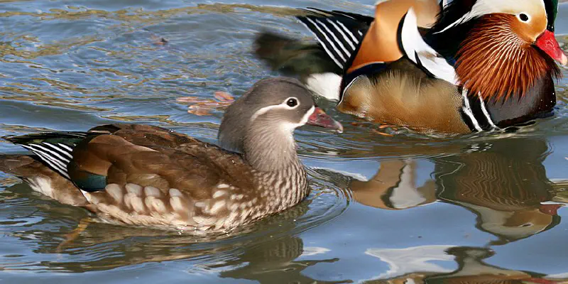 Early Warning System for Avian Influenza