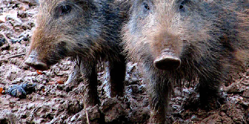 Compartmentalisation and ASF