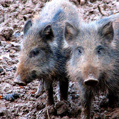 Compartmentalisation and ASF